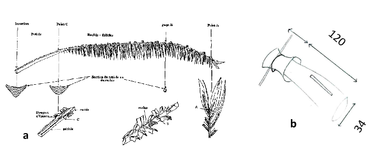 <strong>Figure 2</strong> Description of sleeve and F17leaf (a) point B of F17 leaf and (b) muslin