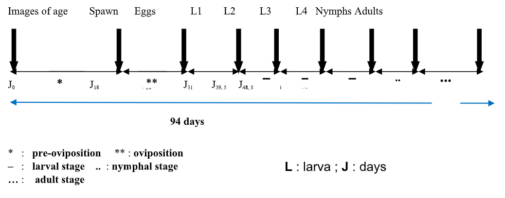 <strong>Figure 3</strong> Diagram of evolution of the different stages of Coelaenomenodera lameensis development